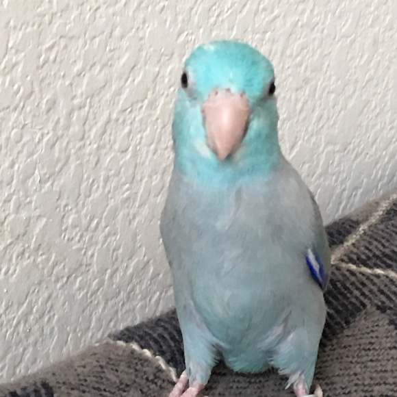 Meet your Posher, Shelley - Picture 7 of 8